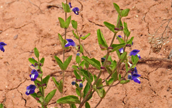 Scutellaria platyphylla, Mexican Skullcap